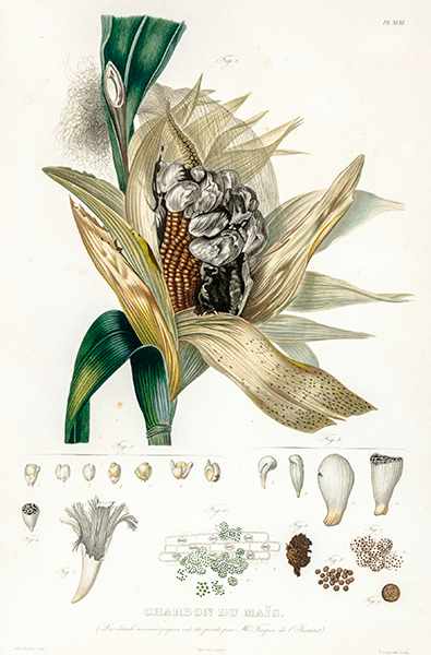 Biologie - Botanik - - Bonafous, Matthieu. Histoire naturelle, agricole et économique du maïs. Mit
