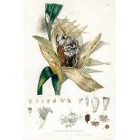 Biologie - Botanik - - Bonafous, Matthieu. Histoire naturelle, agricole et économique du maïs. Mit