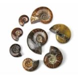 Fossilien - - Konvolut von 8 fossilen Ammoniten (Cloniceras). Fundort Madagaskar, Jura ca. 180