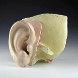Medizin - - Anatomisches Modell des menschlichen Ohres. Deutschland um 1920. Zerlegbar. Gips,