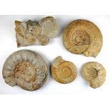 Fossilien - - Konvolut von 5 fossilen Ammoniten (Cloniceras). Fundort Normandie, Jura ca. 180