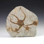 Fossilien - - Platte mit fossilen Schlangensternen (Lapworthura). Seesternart aus dem Ordovizium,