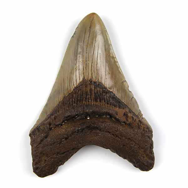 Fossilien - - Großer fossiler Zahn eines Megalodon / Riesenhai. Carcharocles megalodon, Pliozän, ca.