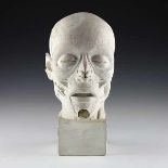 Medizin - - Anatomisches Modell eines menschlichen Kopfes. Berlin 1926, signiert "Originalarbeit von