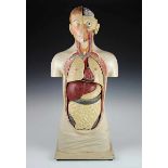 Medizin - - Anatomisches Modell vom menschlichen Torso. Deutschland um 1920. Pappmaché und Gips
