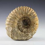 Fossilien - - Fossiler Ammonit. Fundort Sahara, Jura, ca. 180 Millionen Jahre alt. Größe ca. 22 x 21