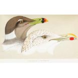 Biologie - Zoologie - - Heuglin, Martin Theodor von. Ornithologie Nordost-Afrika's, der