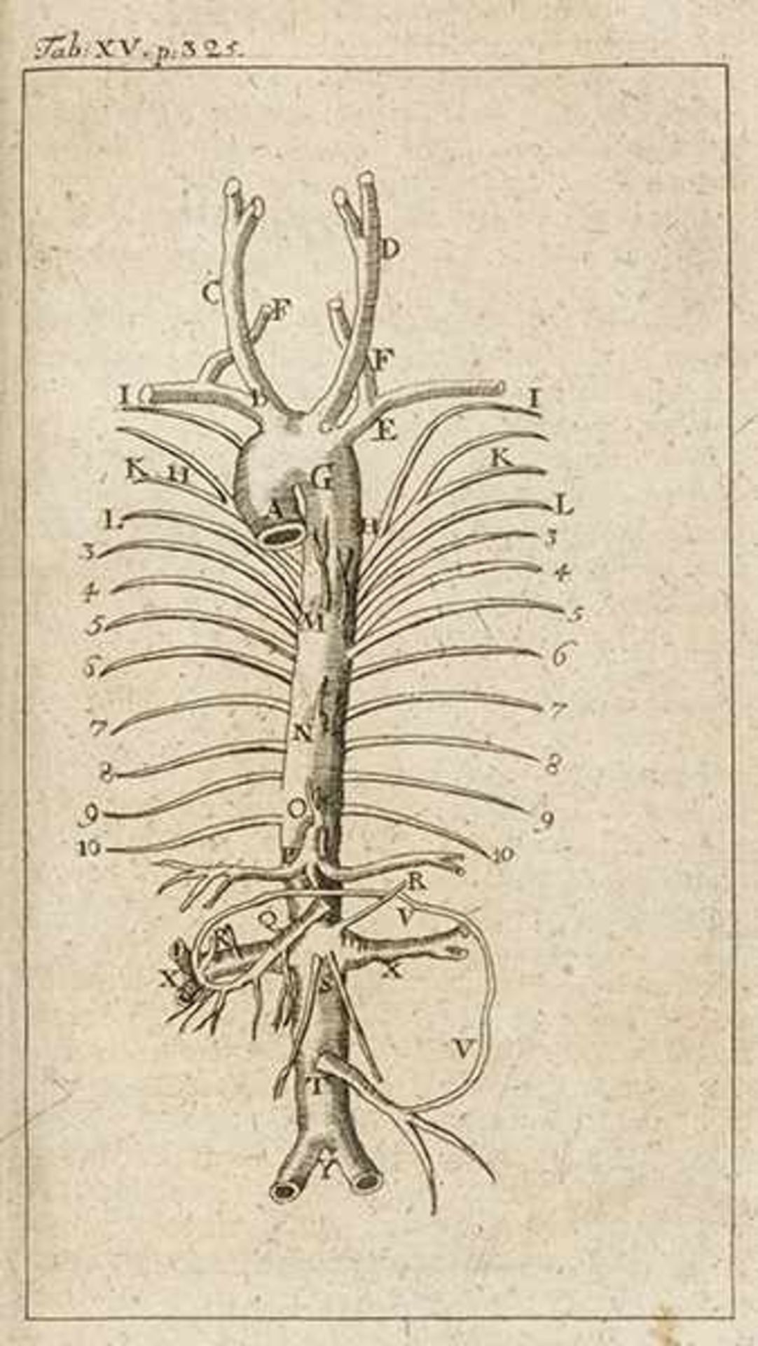 Medizin - Chirurgie - - Garengeot, Rene Jacques Croissant de. Splanchnologia sive anatomia viscerum. - Bild 2 aus 3