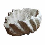 Fossilien - - Tridacna Gigantea, komplette fossile Riesenmuschel. Fundort Kenia, ca. 250.000