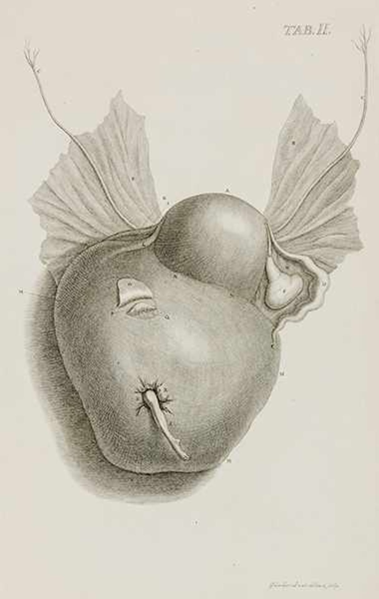 Medizin - Gynäkologie - - Boehmer, Philipp Adolph. Observationum anatomicarum rariorum fasciculus - Bild 2 aus 4