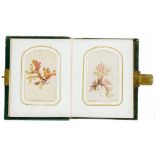 Flora - Fauna - - Sea Mosses (Deckeltitel). Album mit 30 getrockneten Seemoosen. Um 1880. 14 x 11,