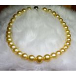 Important collier en perles de couleur Gold 11,5 - 14 mm. Fermoir or blanc -