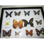 Case of butterflies (CITES Approved)