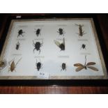 Case of insects (CITES approved)