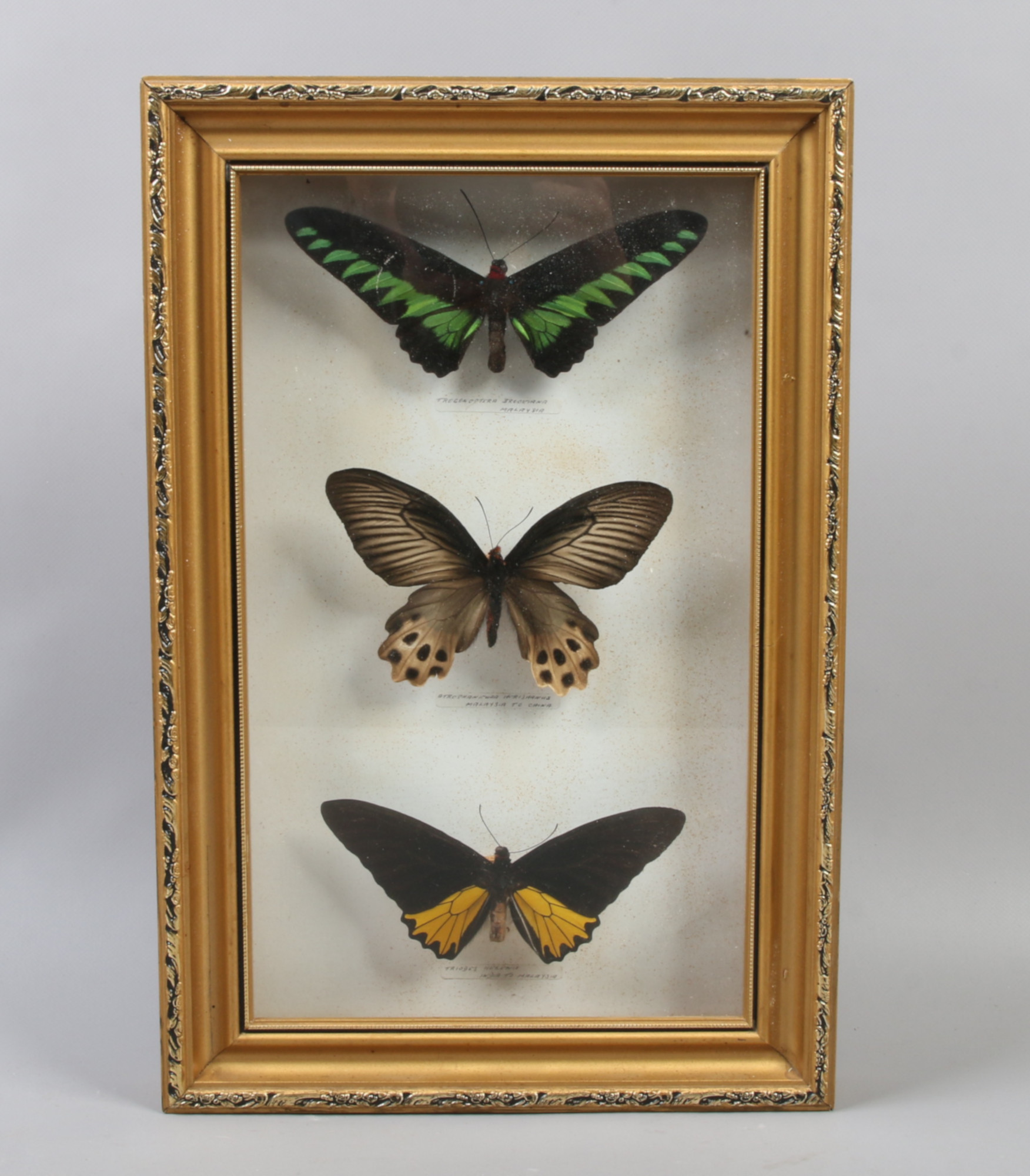 A gilt framed entomology display of three Malaysian butterflies.