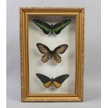 A gilt framed entomology display of three Malaysian butterflies.