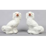 A pair of large white 19th century Staffordshire mantle dogs, formed as spaniels, 32.5cm tall.