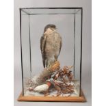 A cased taxidermy study of a sparrow hawk perched on a naturalistic stand.