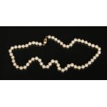 A string of cultured pearls with 9 carat gold clasp. With 60 beads of uniform size each