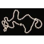 A long string of pearls with 14 carat white gold coral branch formed clasp. With 111 uniform pearls,