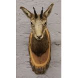 A taxidermy chamois deer head on pine back.Condition report intended as a guide only.Good clean