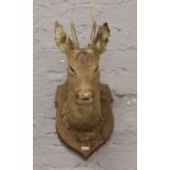 A taxidermy roe buck deer head on oak shield shaped back.Condition report intended as a guide only.