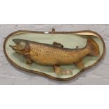 A stuffed and mounted taxidermy study of a 716 2oz brown trout, caught by P. L. Bickerstaff on