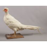 A taxidermy study of a white cock pheasant raised on an oak plinth.