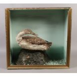 A cased taxidermy study of a sea bird raised on naturalistic base.Condition report intended as a