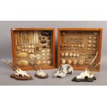 Two cased shell displays, along with three taxidermy roe deer skulls on shield mounts and a sheep