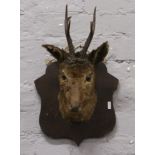 A taxidermy deer head on oak shield.