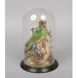 A Victorian taxidermy parrot on naturalistic mount and under glass dome, 34cm.