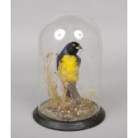 A Victorian taxidermy exotic bird on naturalistic mount and under glass dome, 33cm.