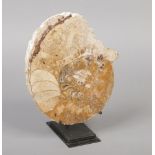 Natural History - a polished ammonite fossil on metal plinth. Specimen 27cm.