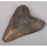 A Carcharodon Megalodon tooth fossil, 14.5cm.