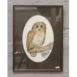 John Caley (British) framed ornithological watercolour owl perched on a branch, signed and dated