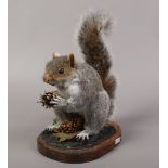 A taxidermy grey squirrel mounted on a wooden plinth, Mark Crowden.