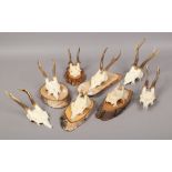 Eight roe deer upper skulls with antlers, some mounted on wooden plinths.