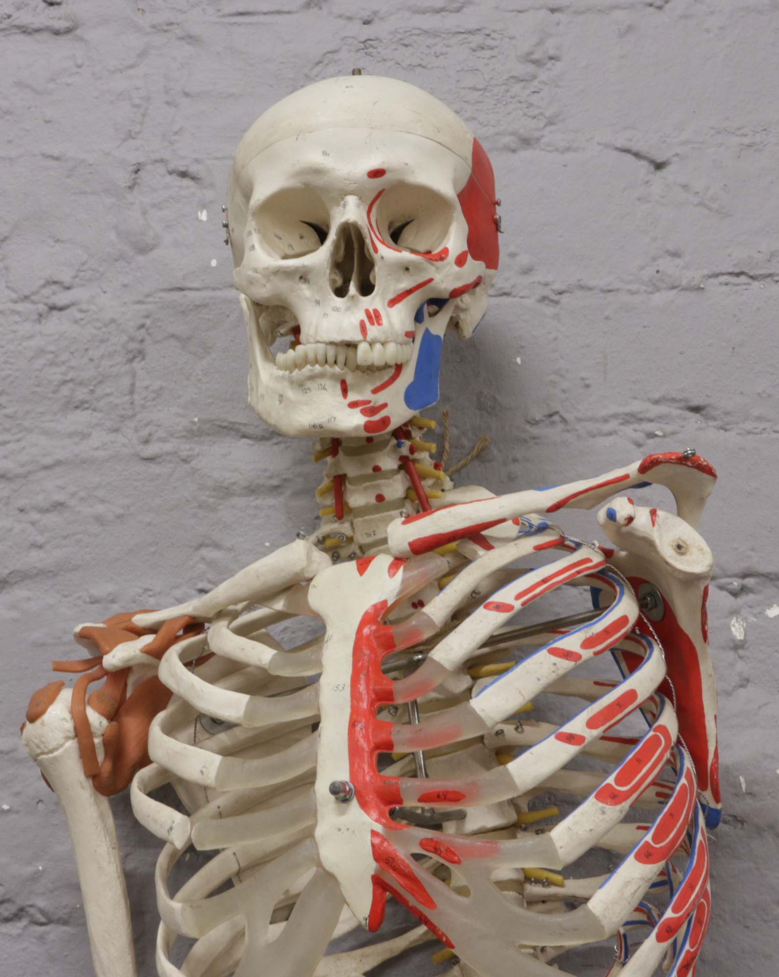 An Anatomical teaching model of a human skeleton. - Image 2 of 2