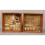 Two pine display cases with contents of various shells.