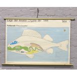 A German hanging educational wall chart of a perch with canvas back, 63cm x 92cm.