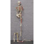 An Anatomical teaching model of a human skeleton.