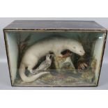 A late 19th century cased Eurasian Otter taxidermy study within naturalistic setting, along with two