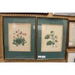 Pair of Watercolour Botanical Studies by Miss R Mills c 1830