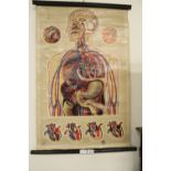 Vintage St John's Ambulance anatomical lithograph scroll showing the circulatory system, artwork
