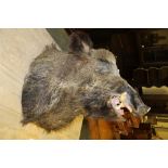 Wild boar head, mounted