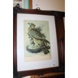 Print "Honey Buzzard" Lady Elizabeth Gwillim