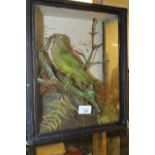 Parakeet taxidermy, cased