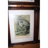 Print "Purple Heron" Lady Elizabeth Gwillim