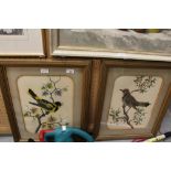 2 Watercolour & Feather Ornithological Pictures